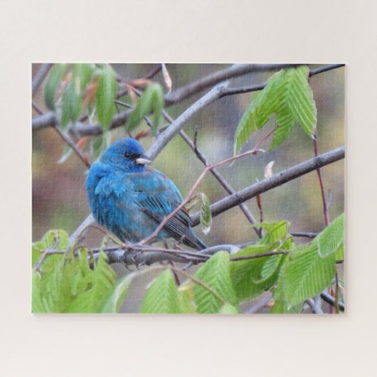Puzzle d'Indigo Bunting (Horizontal)