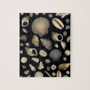 Puzzle Diverses coquilles de mer