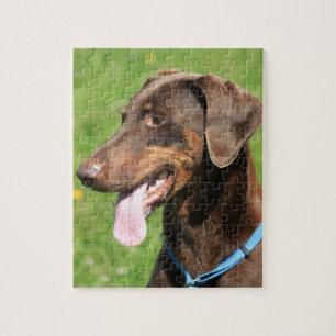 Puzzle Dobermann rouge