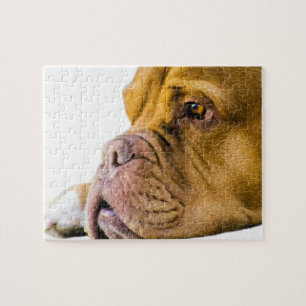 Puzzle Dogue de Bordeaux