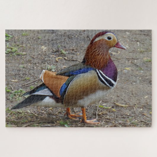 Puzzle d'oiseaux colorés (Horizontal)