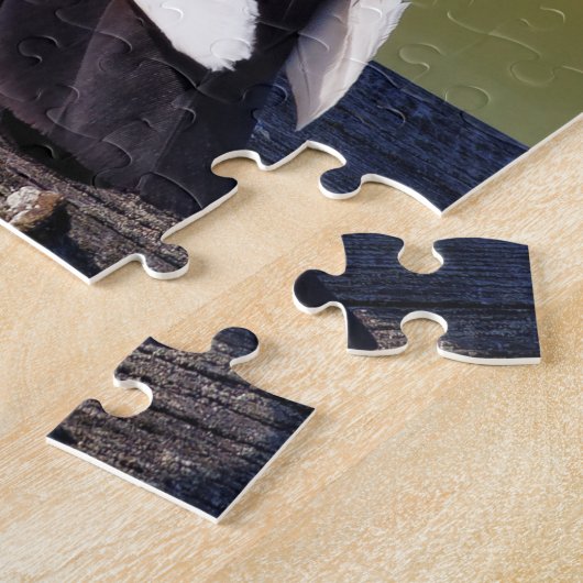 Puzzle Domestic Rock Pigeon (Dark Morph) (Côté)