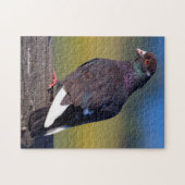 Puzzle Domestic Rock Pigeon (Dark Morph) (Horizontal)