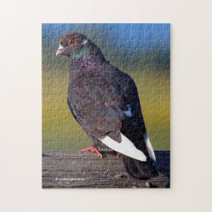 Puzzle Domestic Rock Pigeon (Dark Morph)