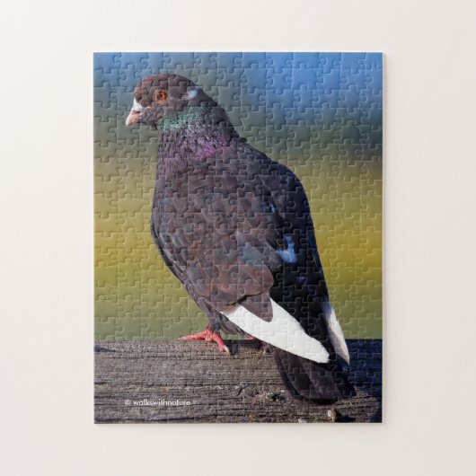 Puzzle Domestic Rock Pigeon (Dark Morph) (Vertical)