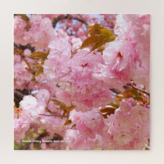 Puzzle Double Cherry Blossom: Sato-zakura (Horizontal)