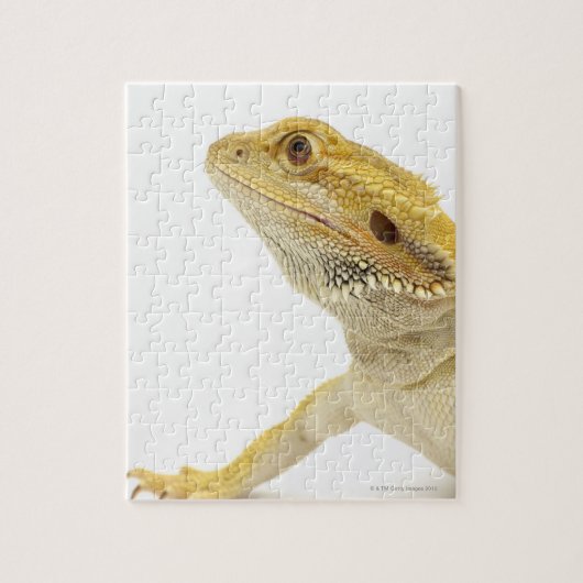 Puzzle Dragon à oreilles (Pogona Vitticeps) (Vertical)