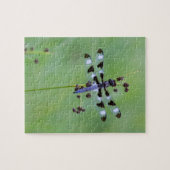 Puzzle Dragon fly perched on grass (Horizontal)