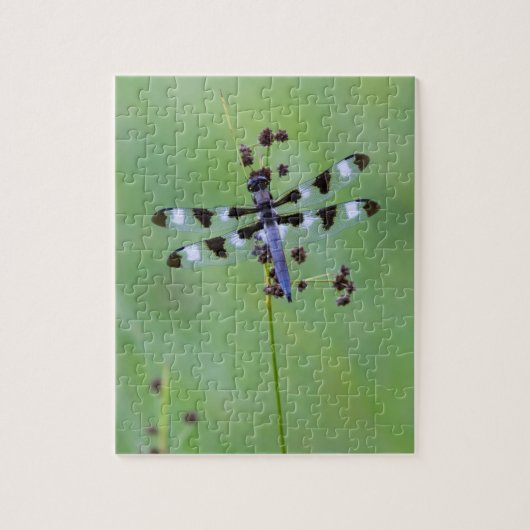 Puzzle Dragon fly perched on grass (Vertical)