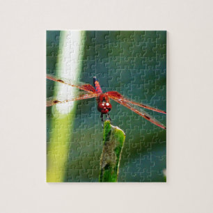 Puzzle Dragonfly frontale rouge et noire