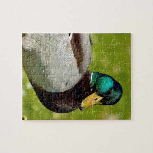 Puzzle Drake mallard sur l'herbe (Horizontal)