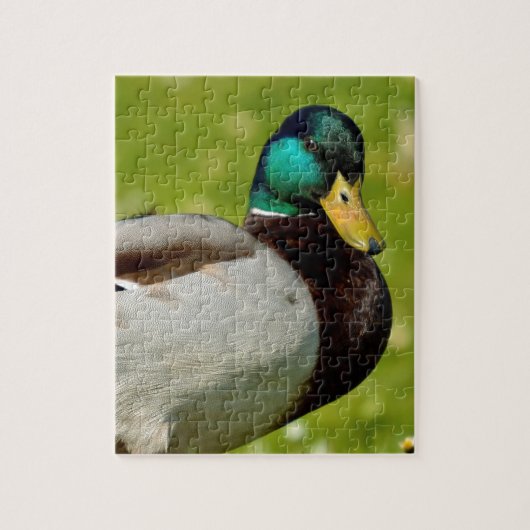 Puzzle Drake mallard sur l'herbe (Vertical)