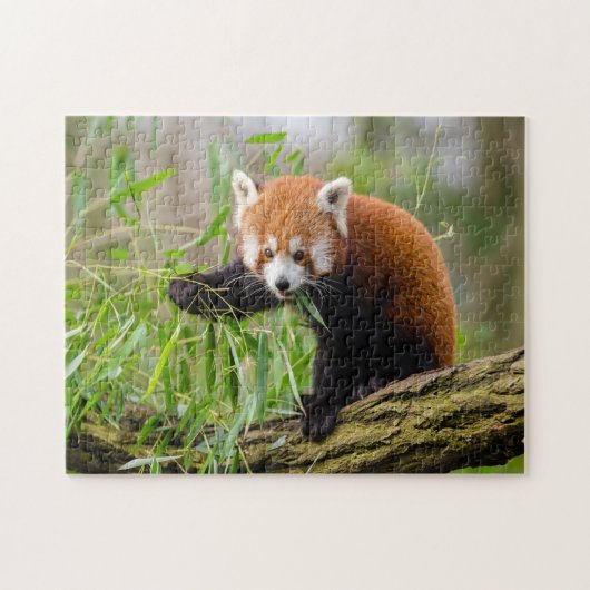 Puzzle drôle mignon panda rouge (Horizontal)