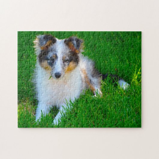 Puzzle du Berger des Shetland. (Horizontal)