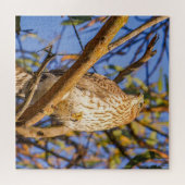 Puzzle du Faucon | Art de la Nature des Rapaces Sa (Horizontal)