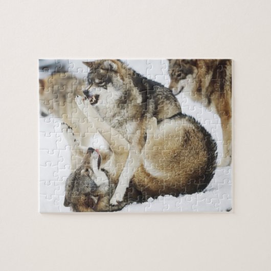 Puzzle du loup en colère (Horizontal)