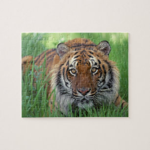 Puzzle du Tigre