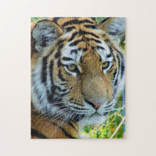 Puzzle du tigre de Sibérie, tigre de l'Amour