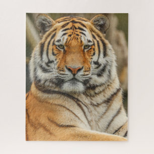 PUZZLE DU TIGRE DU BENGALE