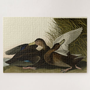 Puzzle Dusky Duck - de John Audubon's Birds of America