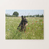 Puzzle Dutch Shepherd chien dans un champ (Horizontal)