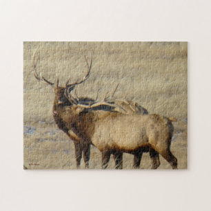 Puzzle E24 Bull Elk