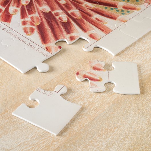 Puzzle Echinodermes australiens de la Grande Barrière de  (Côté)