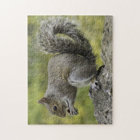 Puzzle Écureuil gris (Vertical)