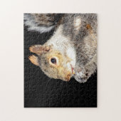 Puzzle Écureuil mangeant une noix (Vertical)