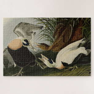 Puzzle Eider Duck, Eider commun, Audubon Birds of America