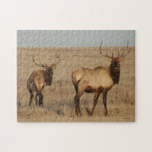 Puzzle Élan mâle E1