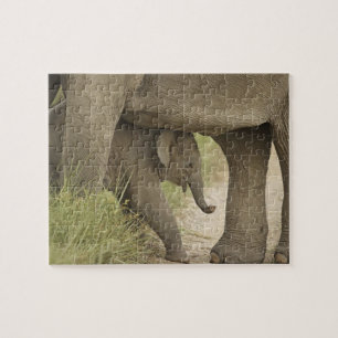Puzzle Éléphant indien / asiatique et jeune, Corbett