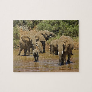 Puzzle Éléphants d'Afrique, Loxodonta Africana, Samburu
