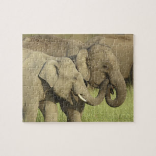Puzzle Éléphants d'Asie indiens