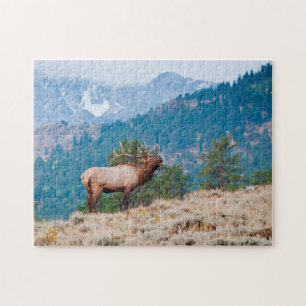 Puzzle Elk (Cervus Elephus) Bulle