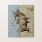 Puzzle Elk taureau E4 (Vertical)