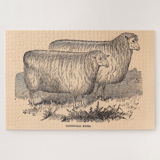 Puzzle Empreinte de brebis Cotswold du 19e siècle (Horizontal)