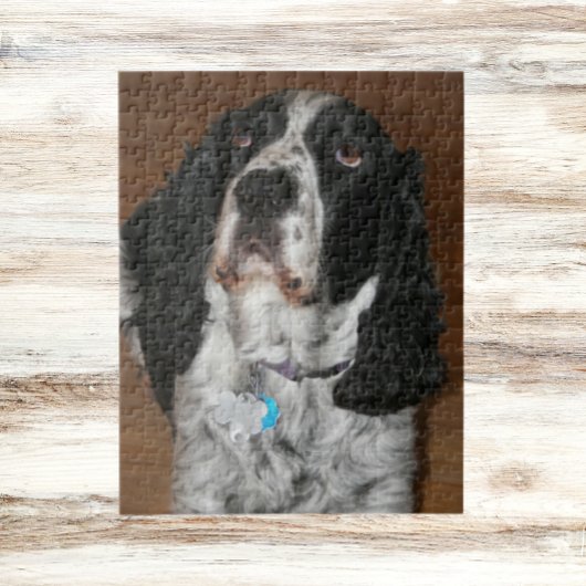 Puzzle English Springer Spaniel Pet Photo