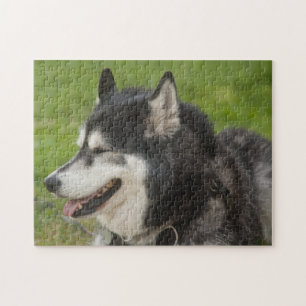Puzzle enroué de chien