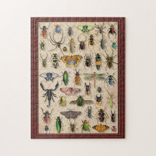 Puzzle Entomologie amusante de la collection de bogues