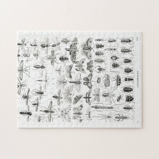 Puzzle Entomologie noir et blanc Insectes Bugs Papier Pla (Horizontal)