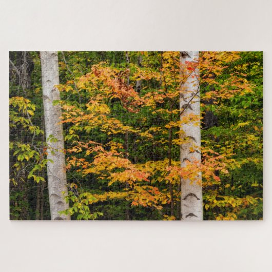 Puzzle Érable et bouleau blanc | White Mountains, NH (Horizontal)