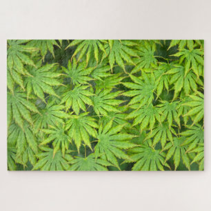 Puzzle Érable japonais Acer Shirasawanum Palmatifolium