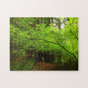 Puzzle Érables dans la forêt de séquoias