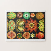 Puzzle Ernst Haeckel Ascidiae (Horizontal)