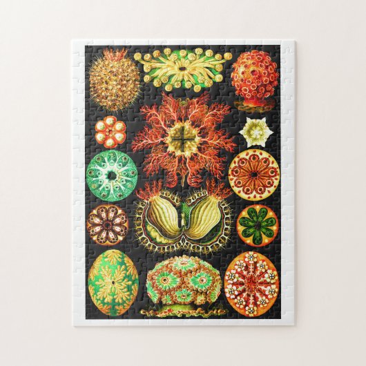 Puzzle Ernst Haeckel Ascidiae (Vertical)