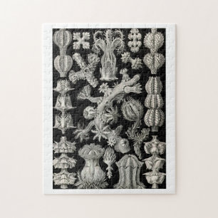 Puzzle Ernst Haeckel Gorgonia