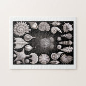 Puzzle Ernst Haeckel Thalamophora I (Horizontal)