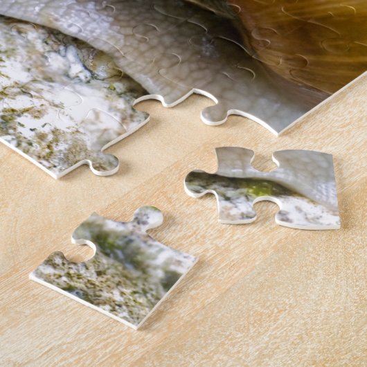 Puzzle Escargot de Bourgogne (Côté)