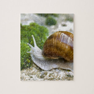 Puzzle Escargot de Bourgogne